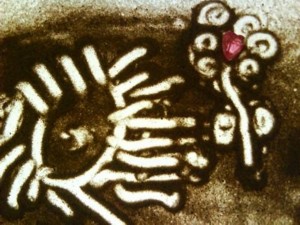 Изображение Изображение